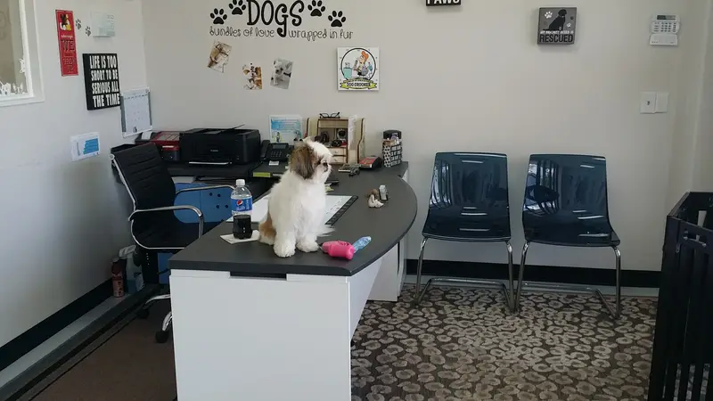 Peek-A-Boo Dog Grooming preview