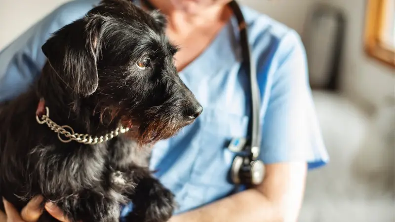 Ally Urgent Veterinary Care preview
