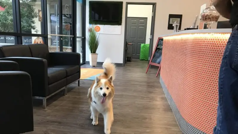 Dogtopia Jacksonville Avenues preview