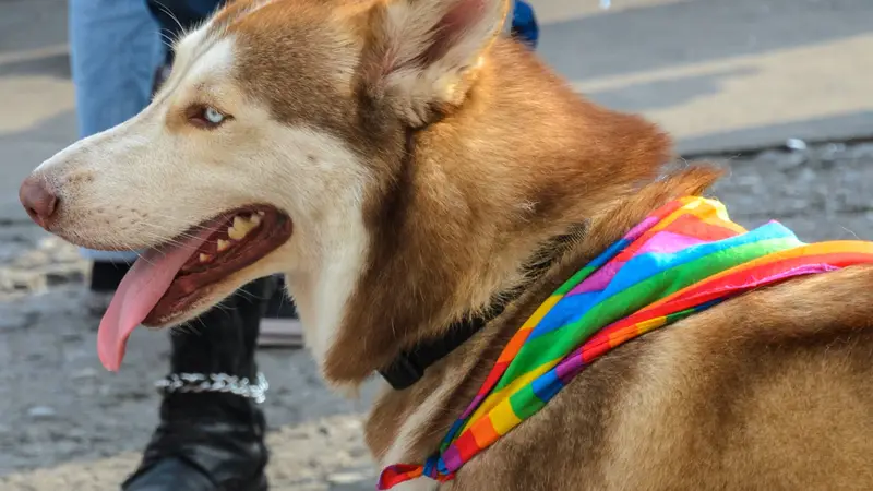 Beach Dawg Care preview
