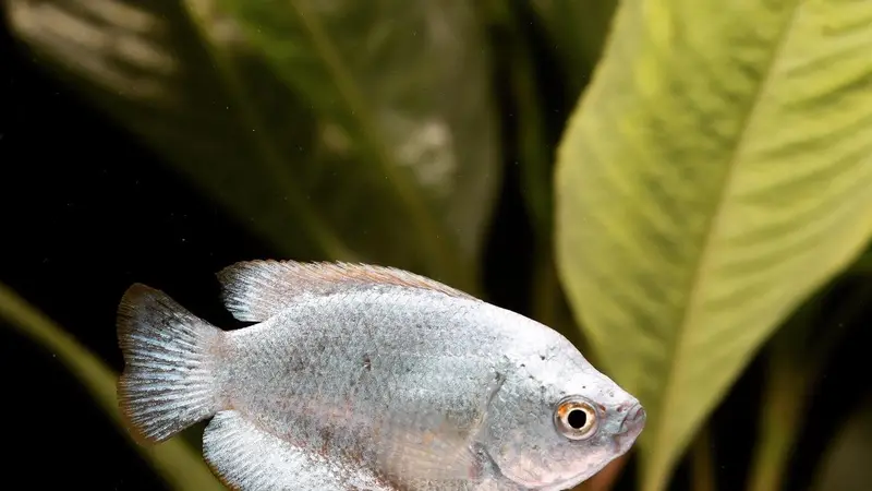 Natural Environment Aquatix preview