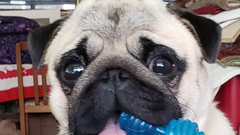 Kamp Ham Pet Sitting preview