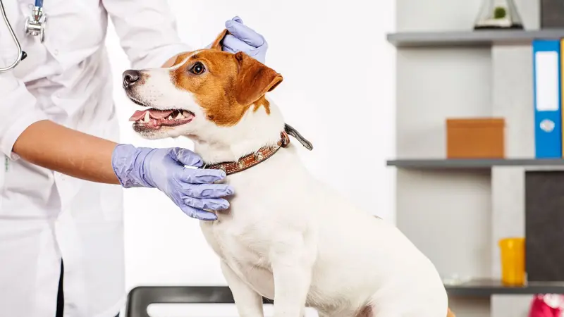 Animal Hospital-Nesbit Ferry - John A Cawley DVM preview