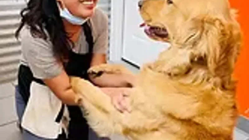 Dogcity - Daycare + Grooming preview