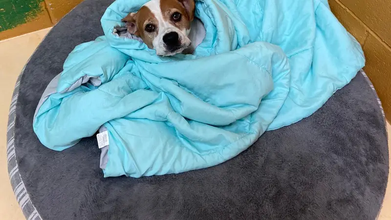 Ranch Animal Hospital preview