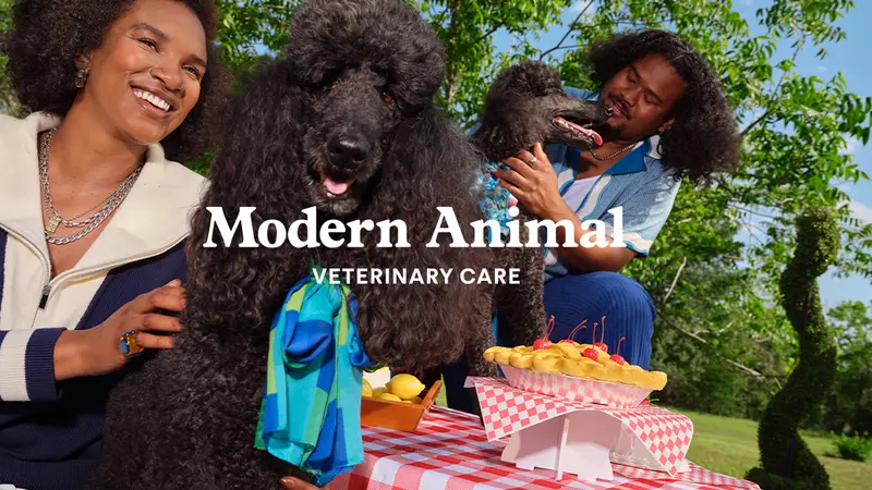 Modern Animal preview