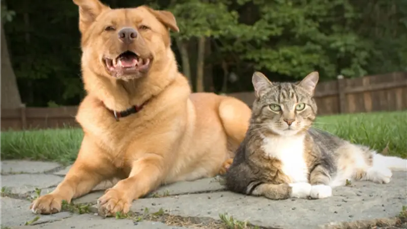 Animart Veterinary Clinic - Madison preview