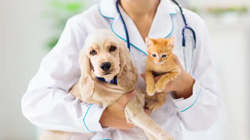 Spay Neuter Network preview