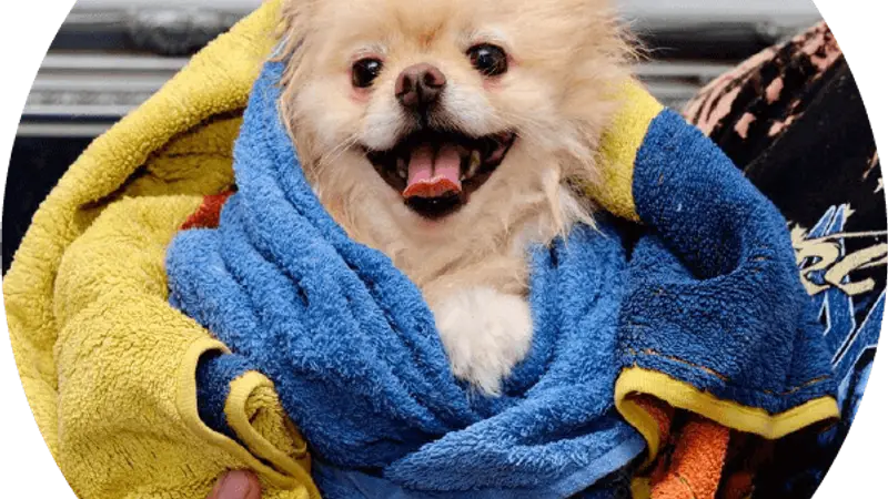 K9 Groom and Wash preview