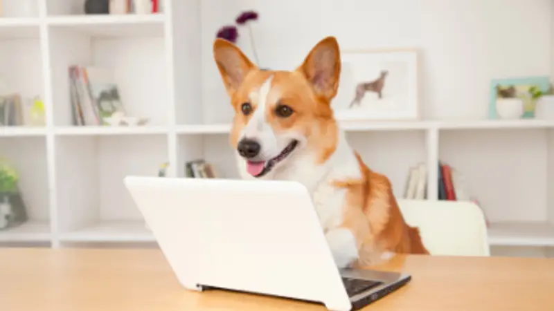 Lombard Animal Hospital preview