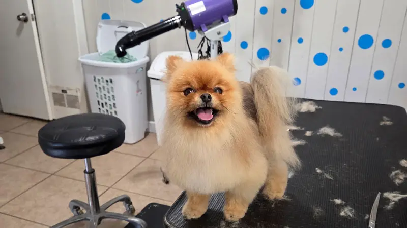 A Pups Dream Dog Grooming preview