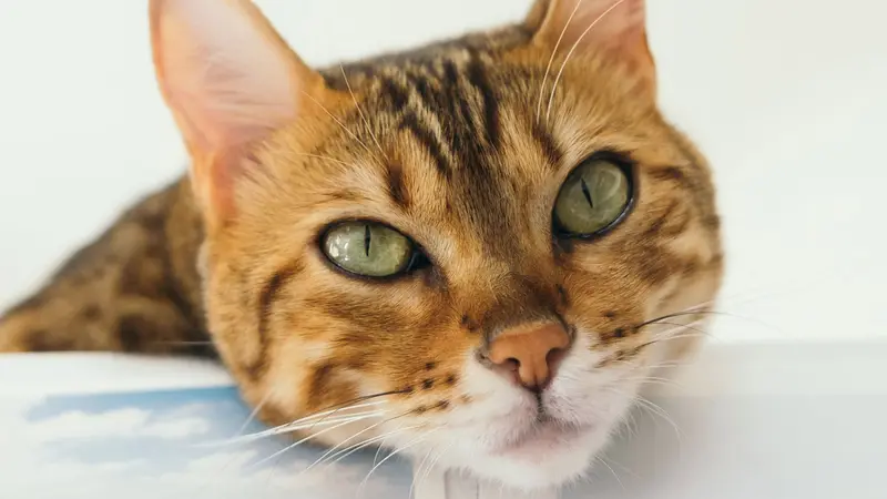 Chippewa Animal Hospital preview