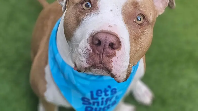 Living The Pet Life preview