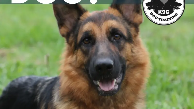 K9 Guide Dog Training preview