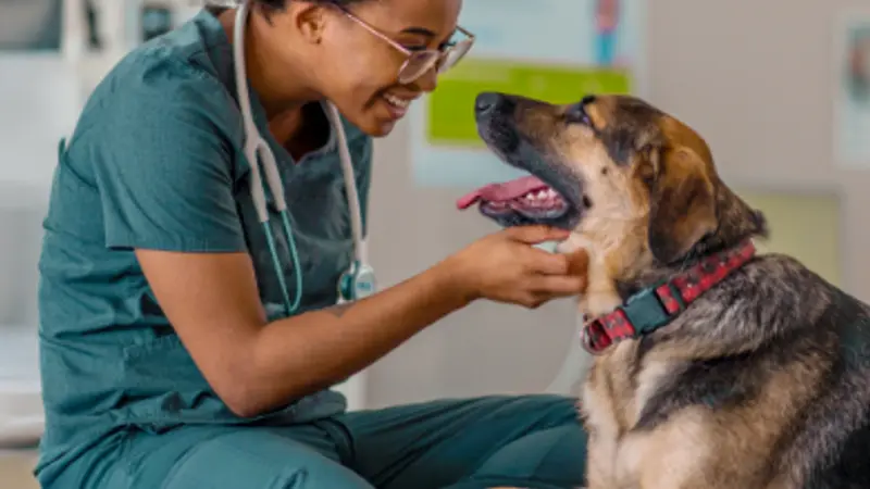 Bayview Animal Hospital preview