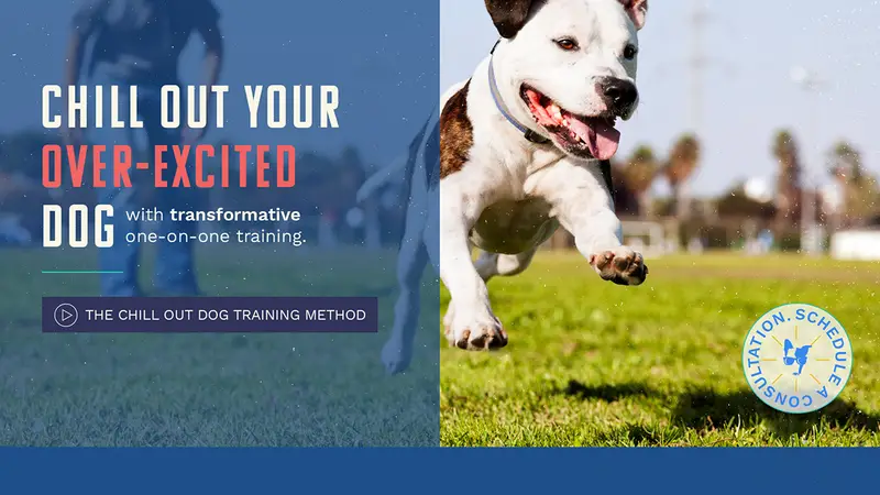 Chill Out Dog Training preview