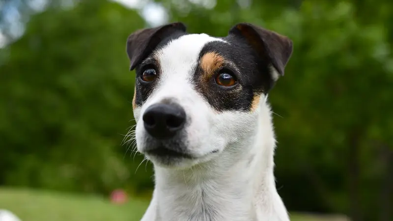 Raintree Animal Hospital preview