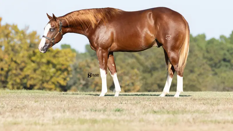Slavin Equine preview