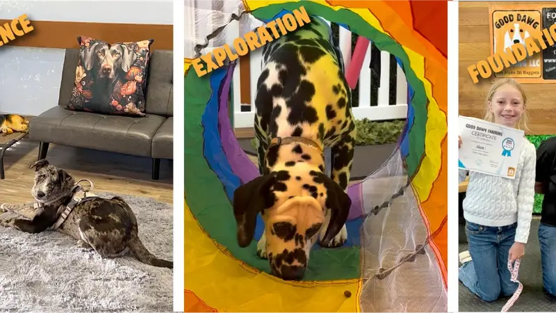 Good Dawg Training LLC preview