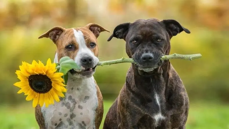 Sunflower Veterinary Care Clinic preview