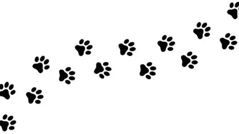 Park Ur Paws preview