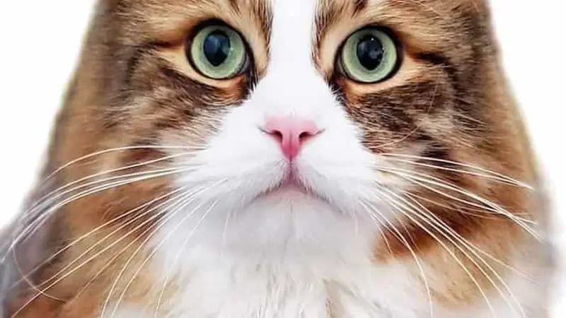 Cats in the City preview