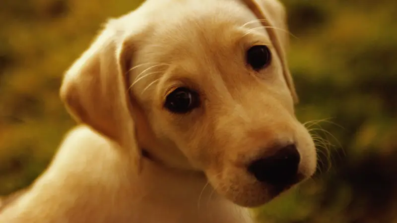 Pet Doctor preview