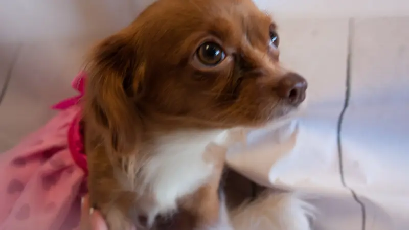 Embark Pet Company preview