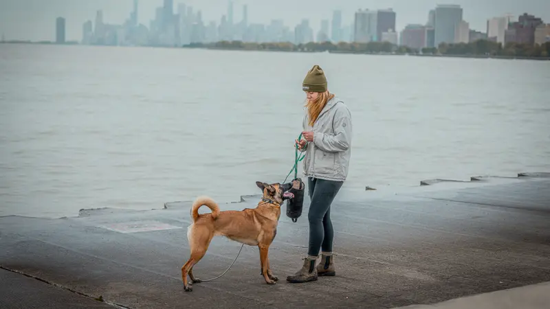 Found Chicago Boarding and Training Center preview