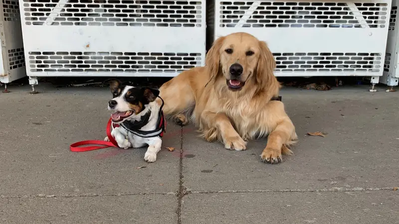 Central Ohio K9 preview