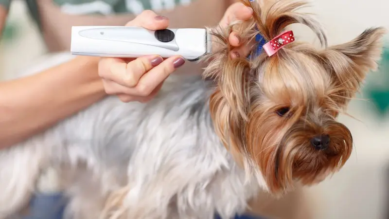 Fancy Mutts Grooming preview