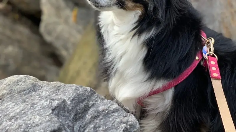 Prodigy Puppy preview