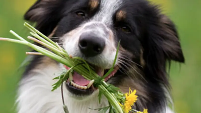Greenpets preview