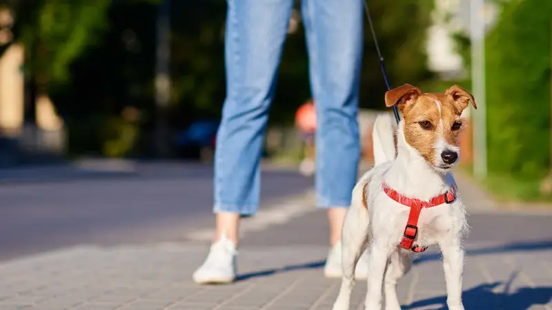 Community Pet Health Center preview