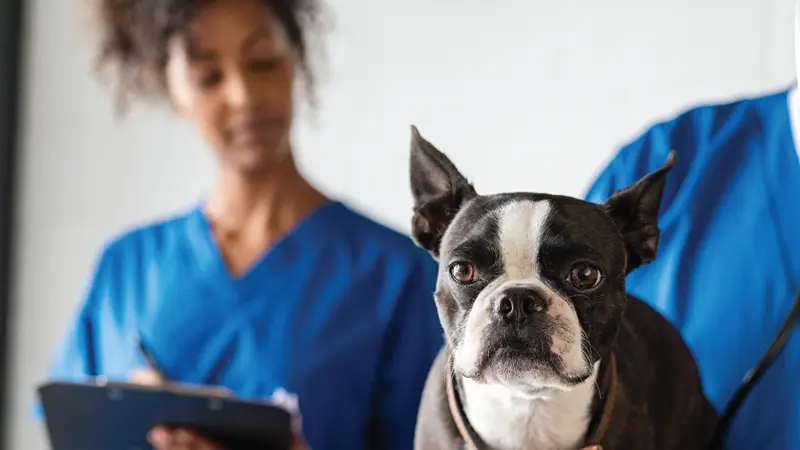 Southern Rockies Animal Emergency + Specialty preview