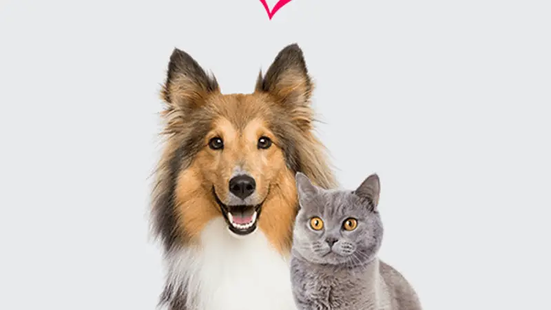 Animal Care Clinic preview