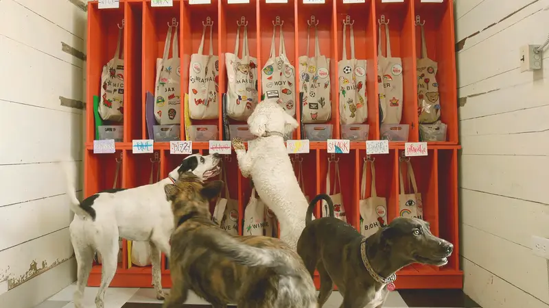 The Doghouse School preview