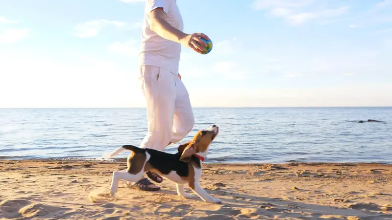 Specialists in Companion Animal Neurology - SCAN preview