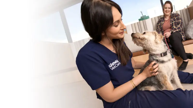 Chewy Vet Care preview
