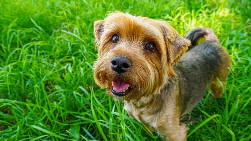 Quebec Highlands Animal Clinic preview