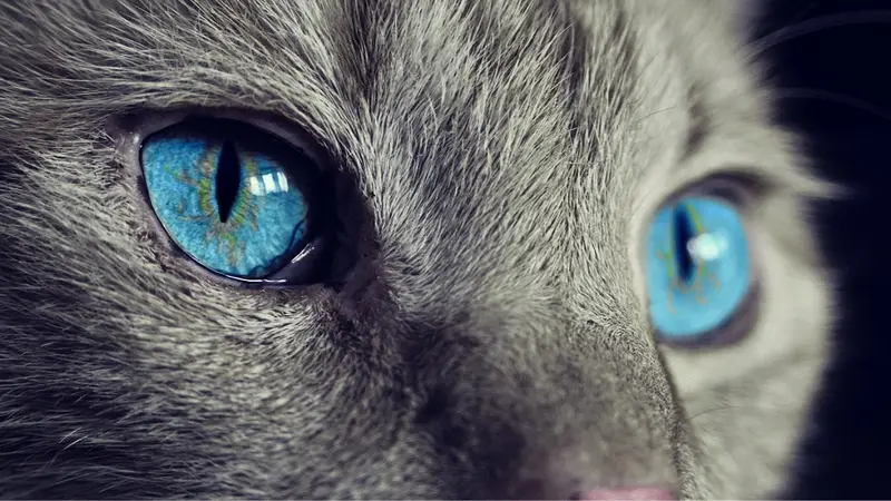 All Cats Healthcare Clinic preview