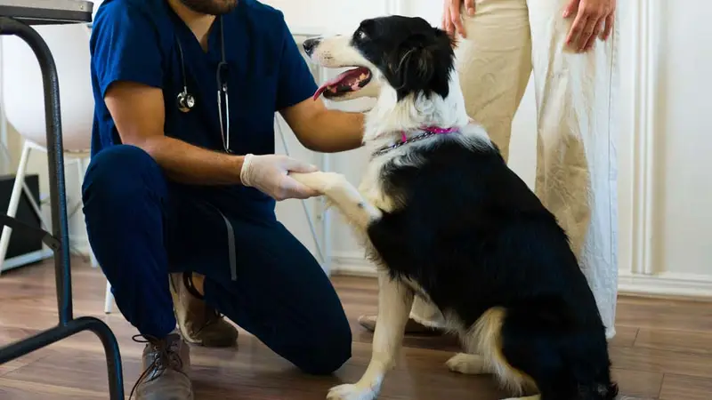 Sunnyside Pet Hospital preview