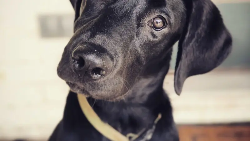 Doggy Bizz preview