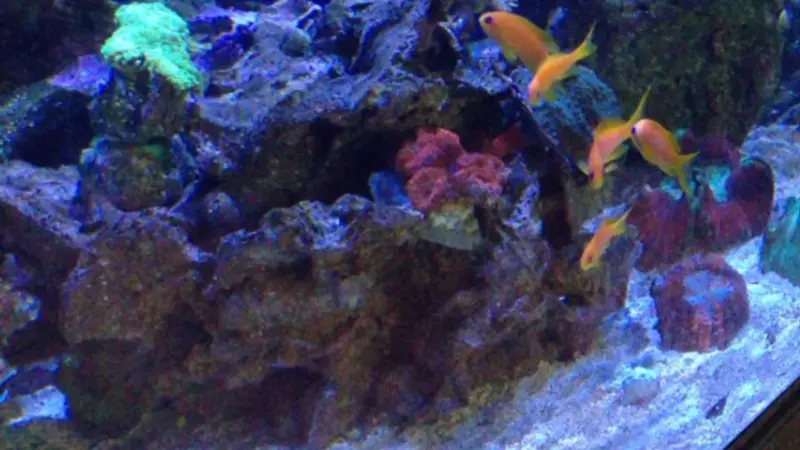 Aquariums and Reef Center preview