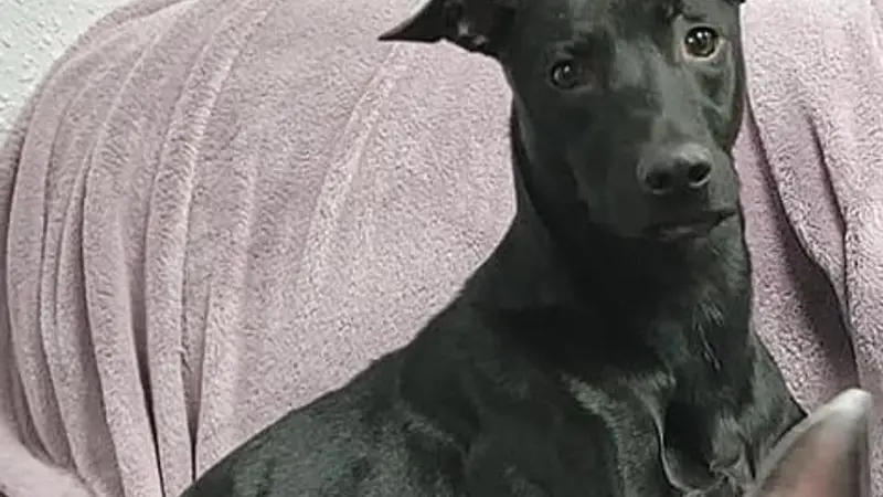 Leash The Dog Services preview
