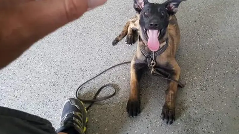 Colorado Canine Training preview