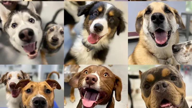 Doggie Dayz Daycare preview