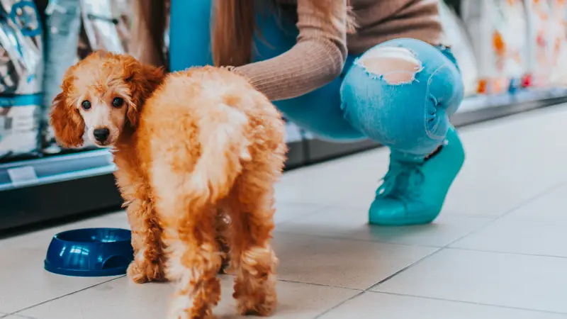 St. Francis Veterinary Hospital preview