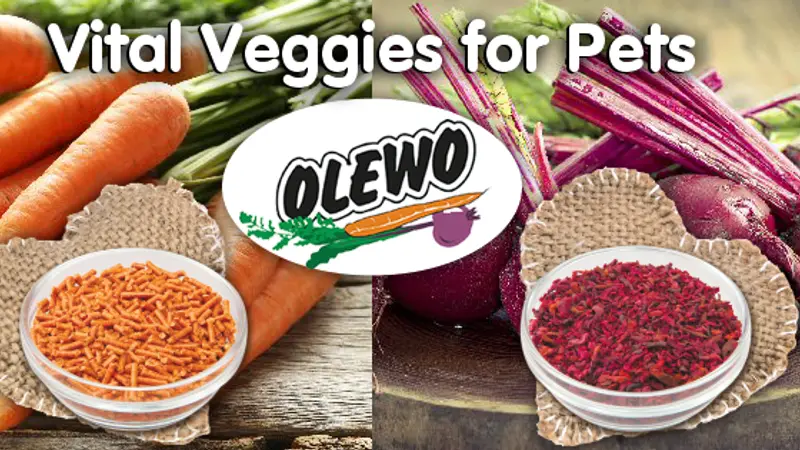 Olewo USA preview