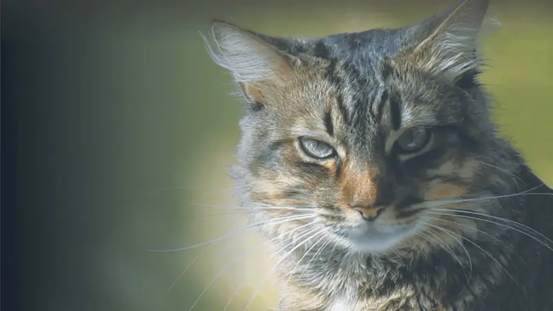 The Cat's Meow Veterinary Hospital preview